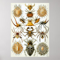 Arachnid Scientific Illustration