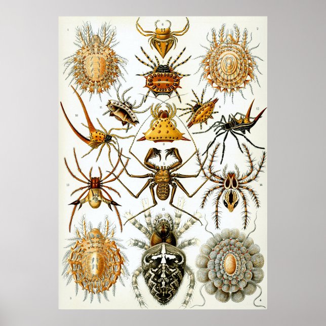 Arachnid Scientific Illustration Poster (Front)