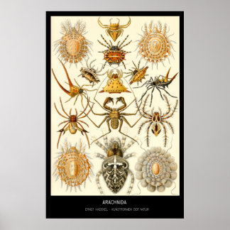 Arachnida – Plate 58 - Kunstformen der Natur Poster