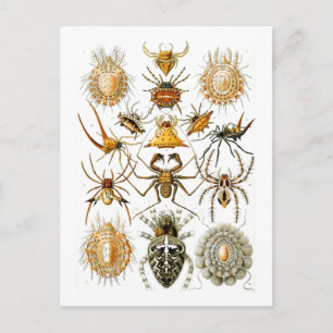 Arachnida (Spiders) Ernst Haeckel Fine Art Postcard