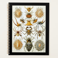 Arachnids by Haeckel vintage spider illustration