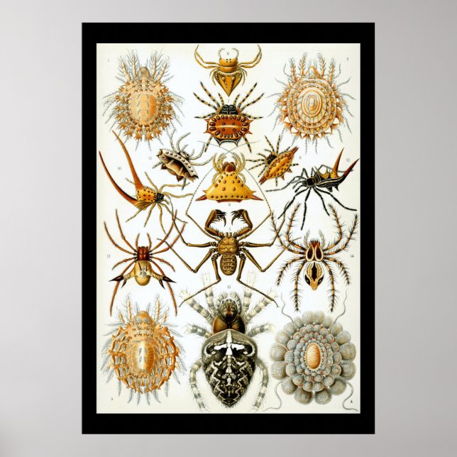 Arachnids by Haeckel vintage spider illustration  Poster (Front)