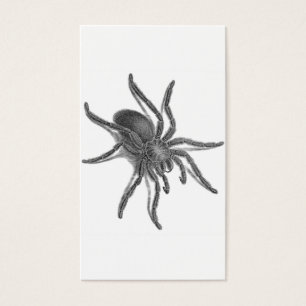 Aranea Avicularia, Black Cuban Spider