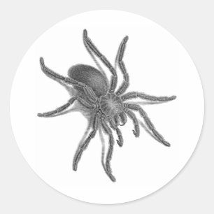 Aranea Avicularia, Black Cuban Spider Classic Round Sticker