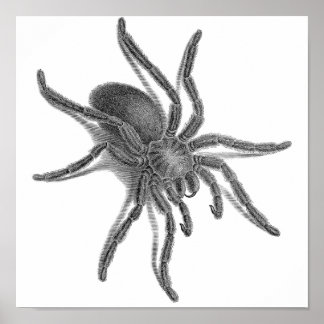 Aranea Avicularia, Black Cuban Spider Poster