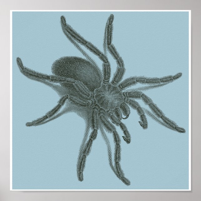 Aranea Avicularia, Black Cuban Spider Poster (Front)