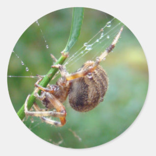 Araneus - Orb Weaver Spider Classic Round Sticker