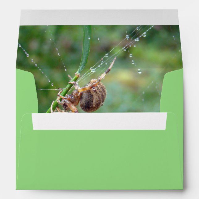 Araneus - Orb Weaver Spider Envelopes (Back (Bottom))