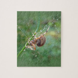 Araneus - Orb Weaver Spider Jigsaw Puzzle