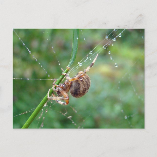 Araneus - Orb Weaver Spider Postcard (Front)