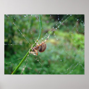 Araneus - Orb Weaver Spider Poster
