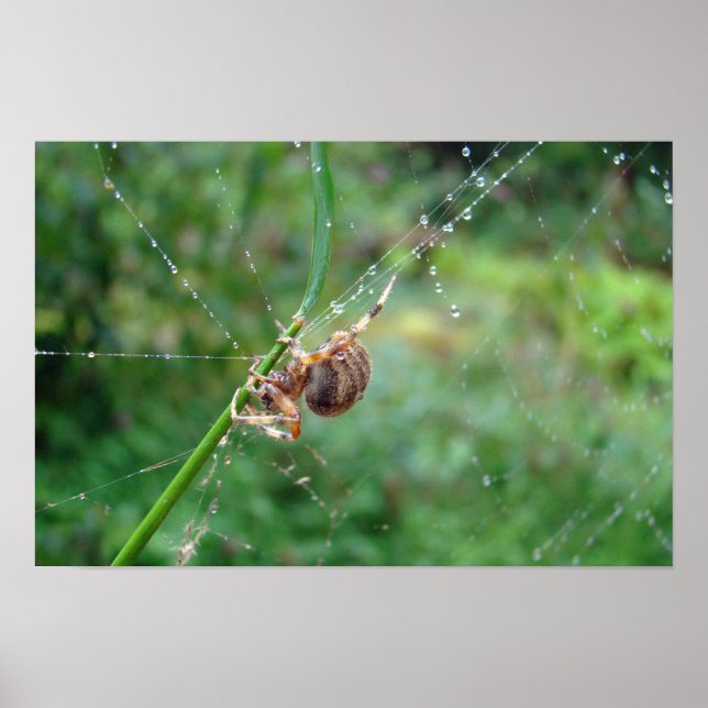 Araneus - Orb Weaver Spider Poster (Front)