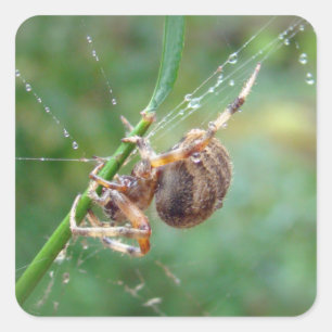 Araneus - Orb Weaver Spider Square Sticker