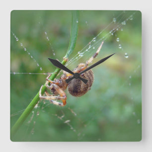 Araneus - Orb Weaver Spider Square Wall Clock