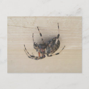 Araneus Orb Web Spider Postcard