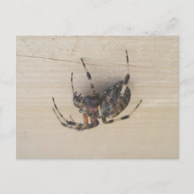 Araneus Orb Web Spider Postcard (Front)