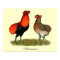 Araucana Red Pair