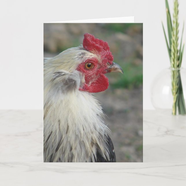 Araucana Rooster Card (Front)