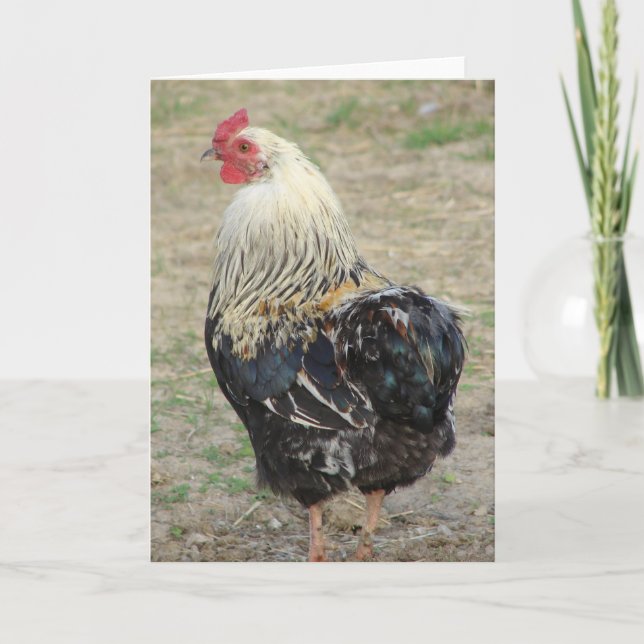 Araucana Rooster Card (Front)