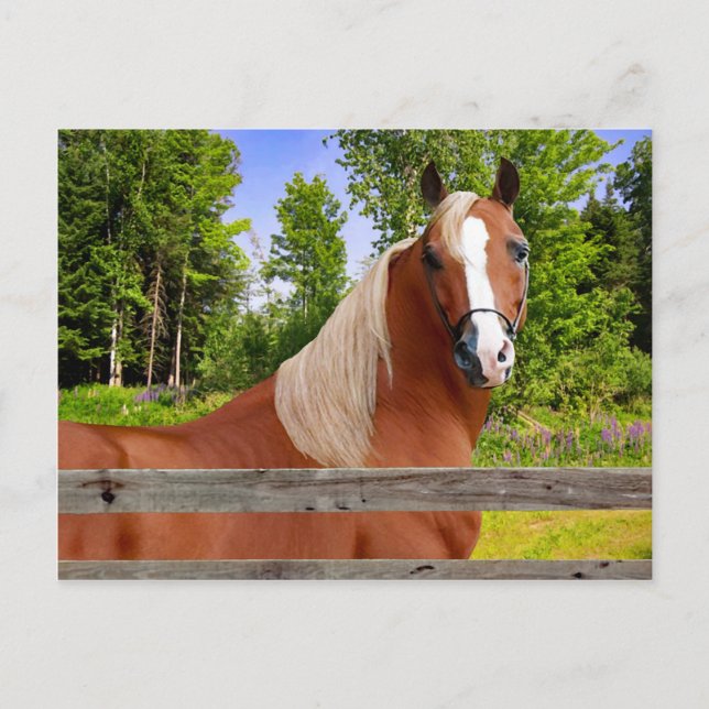 "Arbella" Postcard (Front)