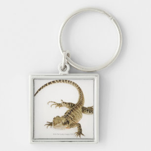 Arboreal agamid species native to Eastern 2 Key Ring