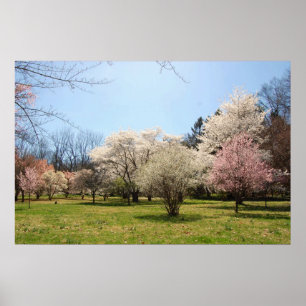 Arboretum: Mix of Flowering Trees Poster
