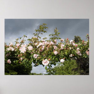 arch of roses poster
