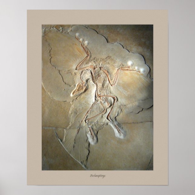 Archaeopteryx Poster (Front)