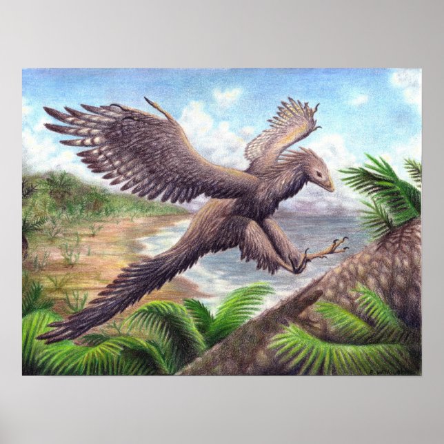 Archaeopteryx Print (Front)