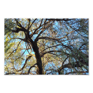 Arches of Light Photo Print