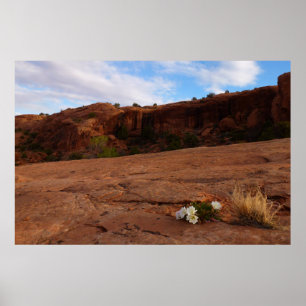 Arches Slickrock and Evening Primrose Landscape Poster