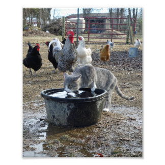 Archie and the chickens photo print