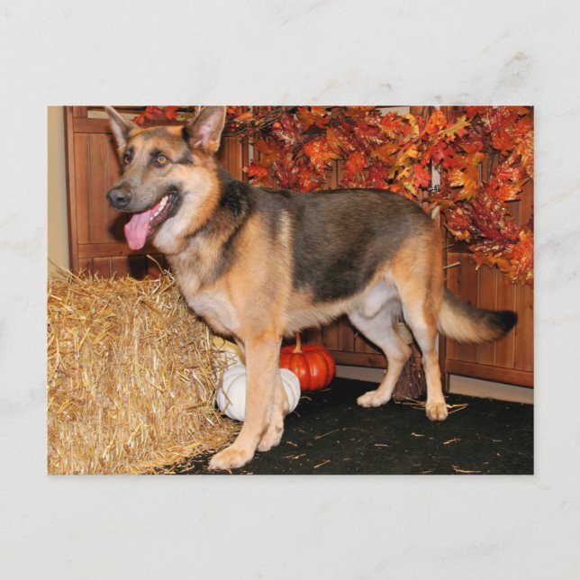 Archie - German Shepherd - Nissan Postcard (Front)