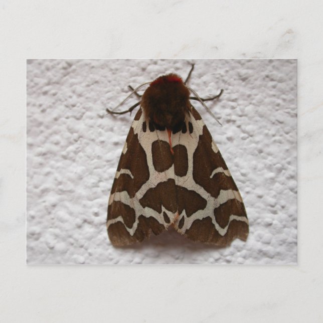 Arctia caja postcard (Front)