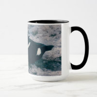 Arctic Alaska Waterfowl King Eider Male Photo
