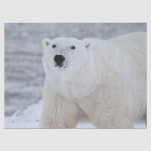 arctic bear tissue paper