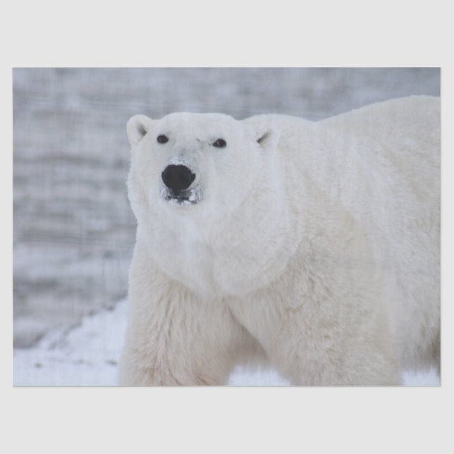 arctic bear tissue paper (Front)