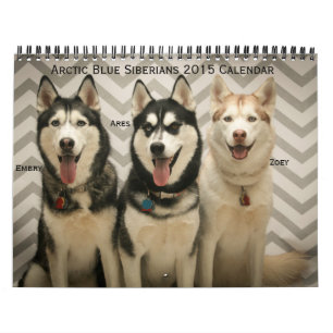 Arctic Blue Siberians 2015 Calendar