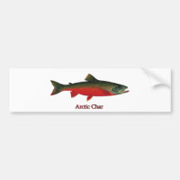 Arctic Char Illustration