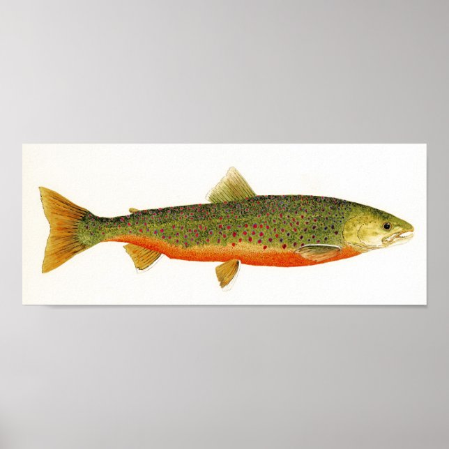 Arctic Char in Spawning Colours Poster (Front)
