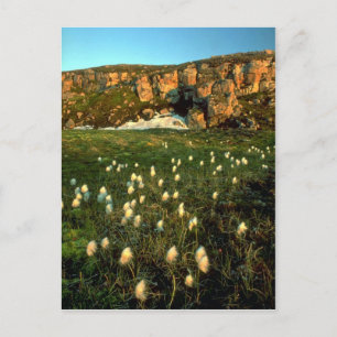Arctic Cotton Grass on an arctic island, NWT, Cana Postcard