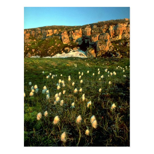 Arctic Cotton Grass on an arctic island, NWT, Cana Postcard