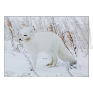 Arctic Fox