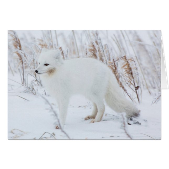 Arctic Fox (Front Horizontal)