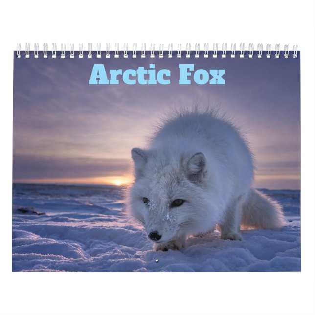 Arctic Fox 2027 Calendar (Cover)