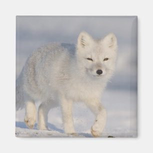 Arctic Fox, Alaska Magnet