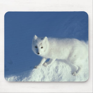 Arctic fox Alopex lagopus) An arctic fox Mouse Mat