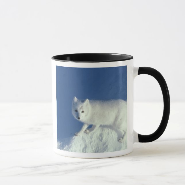 Arctic fox Alopex lagopus) An arctic fox Mug (Right)