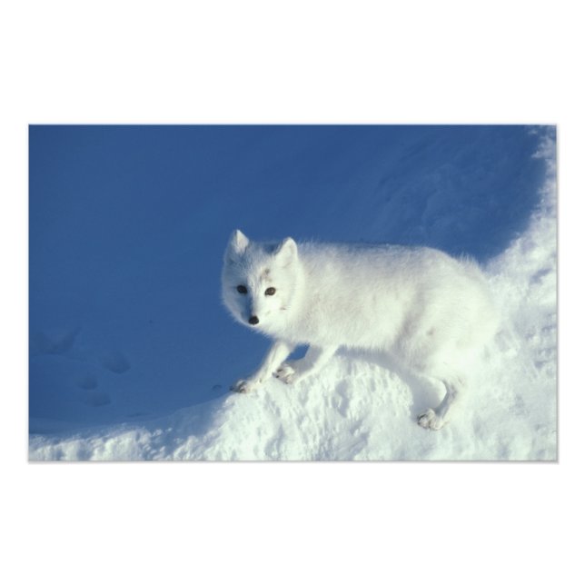 Arctic fox Alopex lagopus) An arctic fox Photo Print (Front)