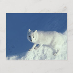 Arctic fox Alopex lagopus) An arctic fox Postcard